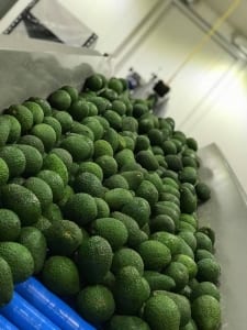 Murray Bros Pty Ltd - One Stop Shop for Avocado and Kiwifruit Ripening
